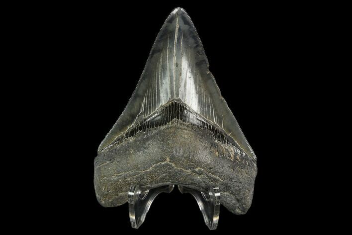 Serrated, Fossil Megalodon Tooth - South Carolina #129437